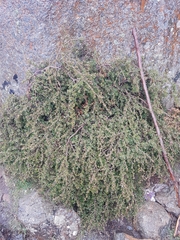 Leptospermum rupestre