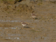 Charadrius hiaticula