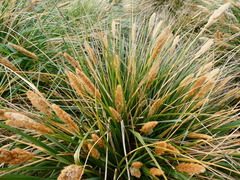Poa flabellata