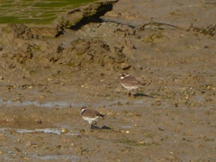 Charadrius hiaticula