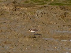 Charadrius hiaticula
