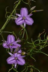 Thysanotus manglesianus