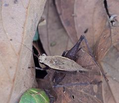 Eneoptera surinamensis