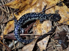 Plethodon variolatus