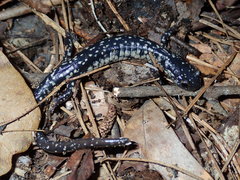 Plethodon variolatus