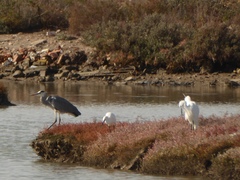 Ardea cinerea