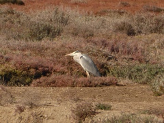 Ardea cinerea