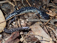 Plethodon variolatus