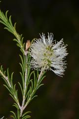 Melaleuca viminea