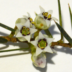 Leptecophylla pogonocalyx