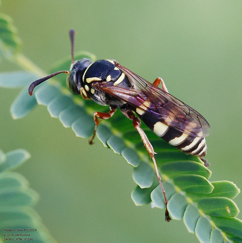 Tanyoprymnus moneduloides