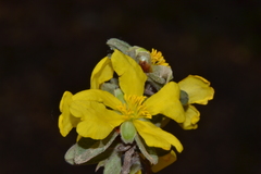 Hibbertia commutata