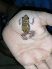 Eleutherodactylus pipilans