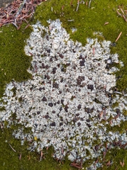 Trapeliopsis glaucopholis