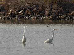 Ardea alba