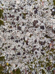 Trapeliopsis glaucopholis