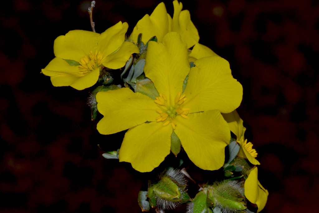Hibbertia glomerosa
