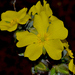 Hibbertia glomerosa - Photo (c) Tim Hammer, alguns direitos reservados (CC BY-NC), uploaded by Tim Hammer