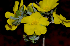 Hibbertia glomerosa