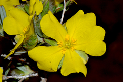 Hibbertia glomerosa