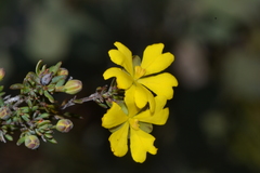 Hibbertia gracilipes