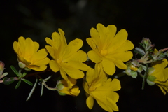 Hibbertia hypericoides hypericoides