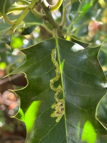 Unknown species found near Ring Rd, Oak Bay, BC, CA