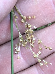 Juncus usitatus