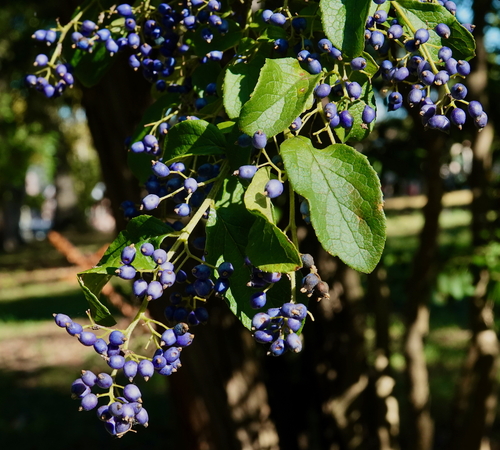 Symplocos paniculata iNat (3)