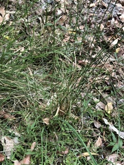Juncus usitatus