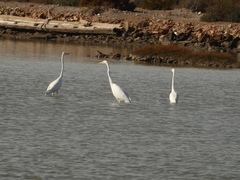 Ardea alba