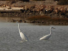 Ardea alba