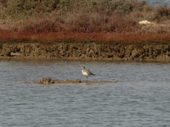 Pluvialis squatarola