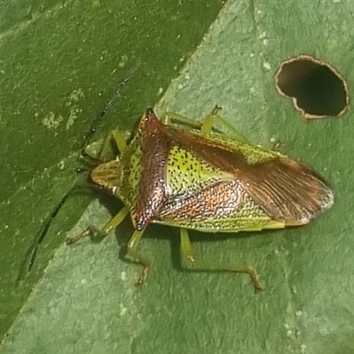 Hawthorn Shield Bug, 8385 GL Vledderveen, Netherlands, photo 6 of 10