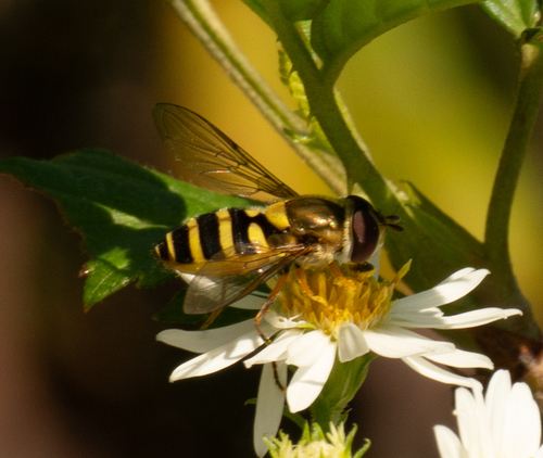 Unknown species found near Anderson County, TN, USA