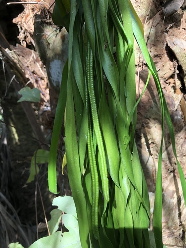 Ophioderma pendulum