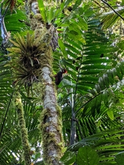 Campephilus haematogaster