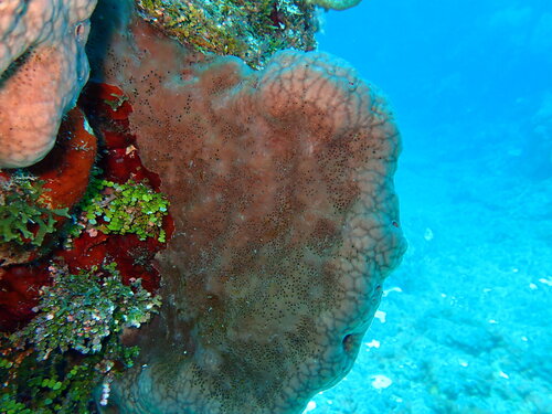 Agelas dispar Duchassaing & Michelotti, 1864