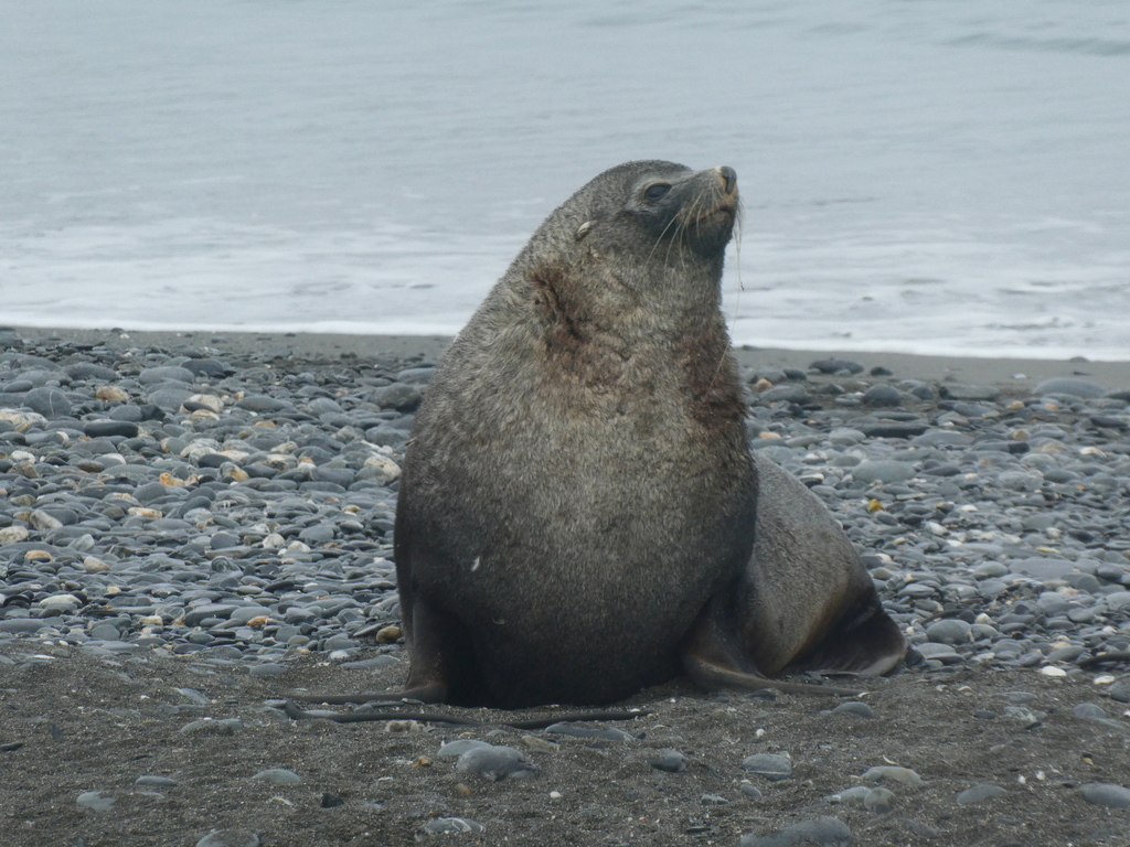 Antarctic Fur Seal (Arctocephalus gazella)