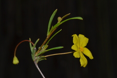 Hibbertia stellaris