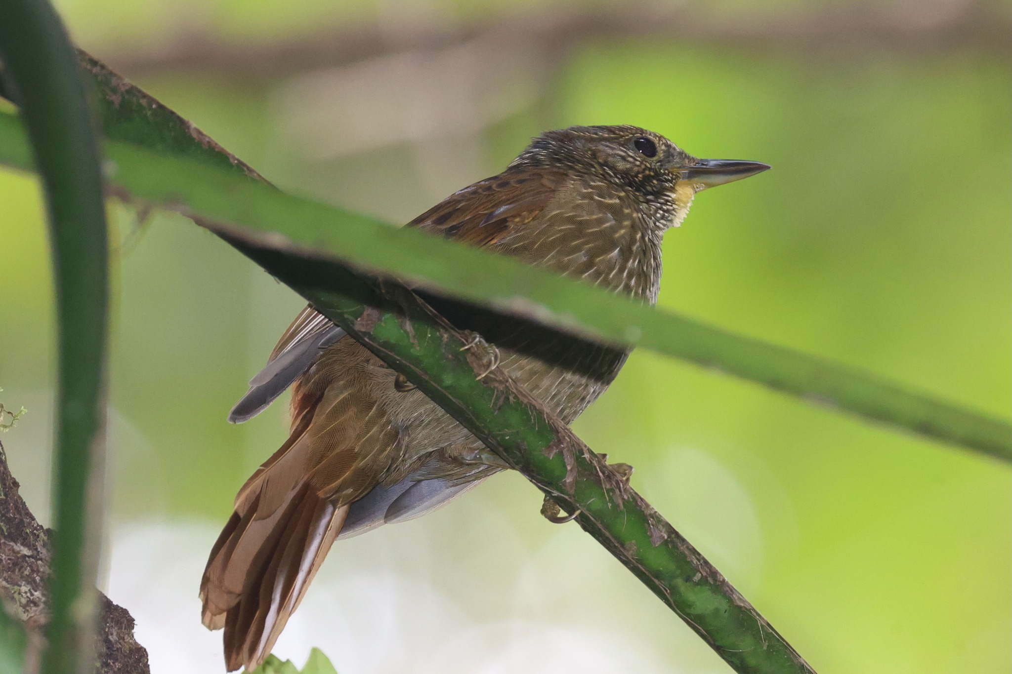 Lineated Foliage-gleaner (Syndactyla subalaris), photo 10