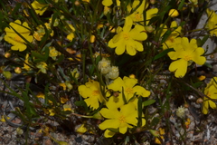 Hibbertia stellaris