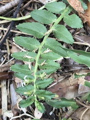 Lobelia concolor