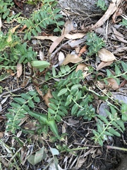 Lobelia concolor