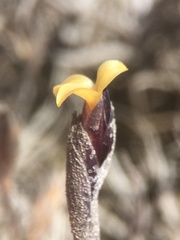 Tillandsia landbeckii