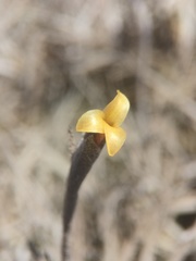 Tillandsia landbeckii