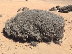 Tillandsia landbeckii