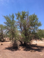 Prosopis tamarugo