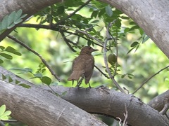 Turdus maranonicus