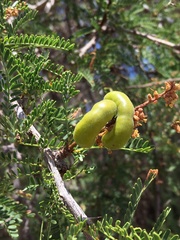 Prosopis tamarugo